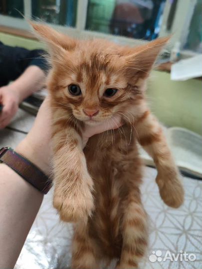 Котята отдам бесплатно