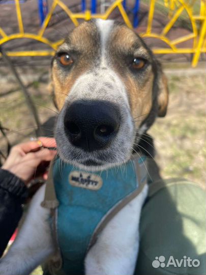 Пойнтер Марта