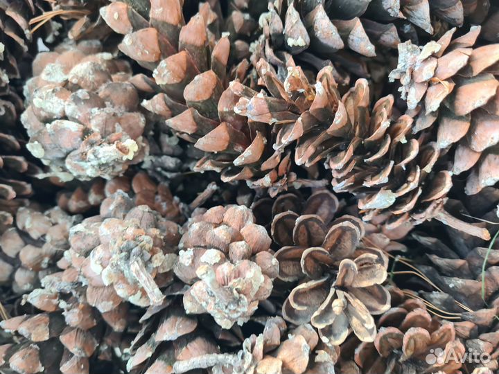 Шишки вейсмутовой сосны, набор из 10 шт