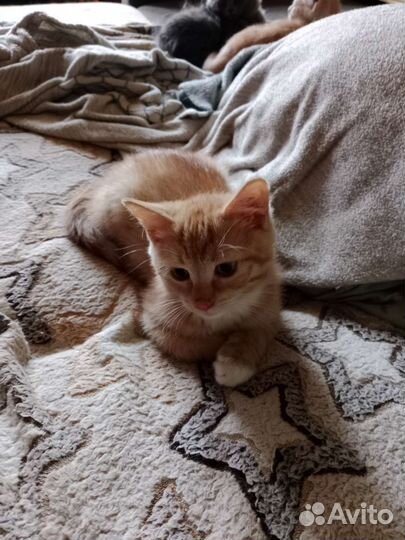 Котята в дар