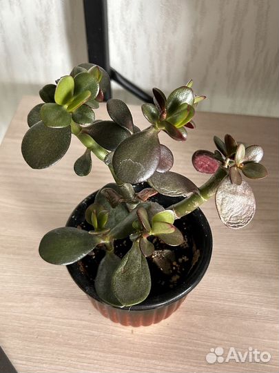 Денежное дерево