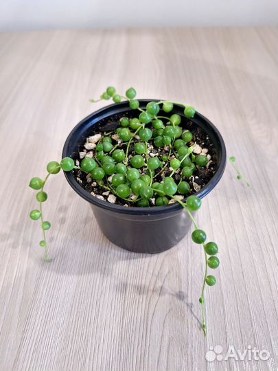 Крестовник Роули