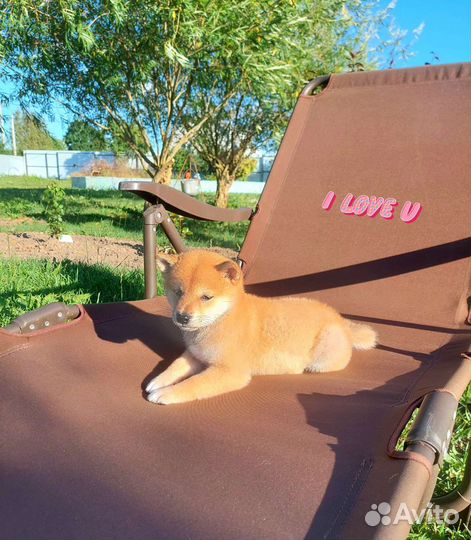 Мальчик сиба ину