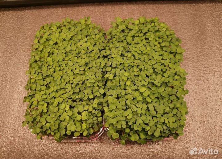 Микрозелень