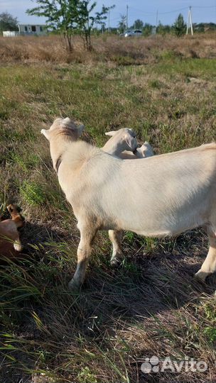 Козел на племя