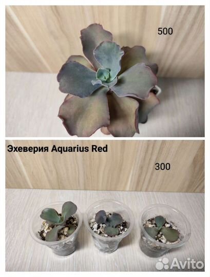 Эхеверии, суккуленты