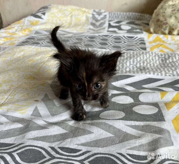 Котята в добрые руки бесплатно