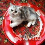Каликоша и Беляш