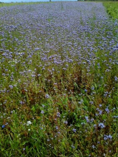 Участок 5 га (СНТ, ДНП)