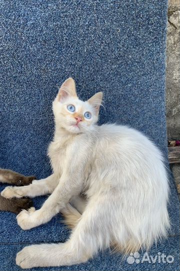 Сиамский котенок ищет дом