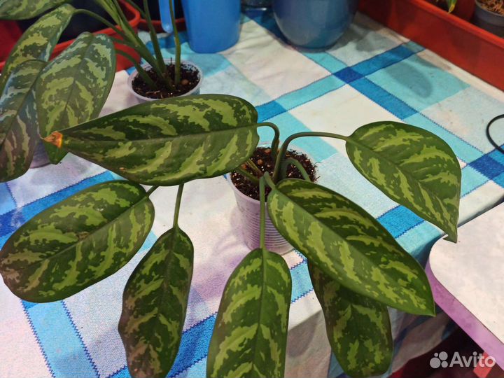 Аглаонема Мария