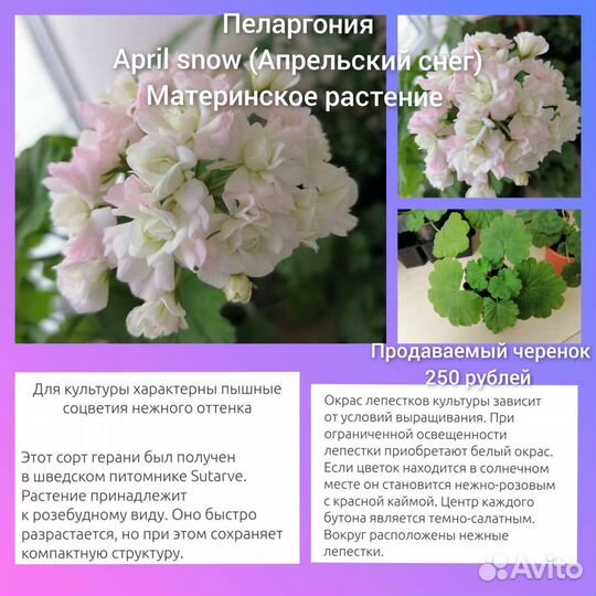 Пеларгония сортовая