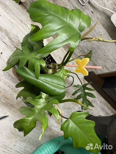 Филодендрон