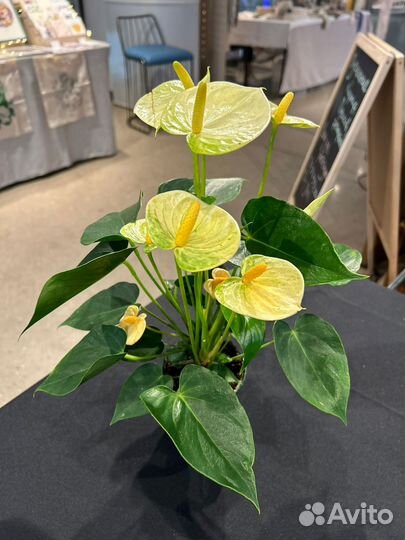 Антуриум Ванилла