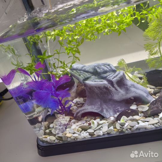 Аквариум с рыбками