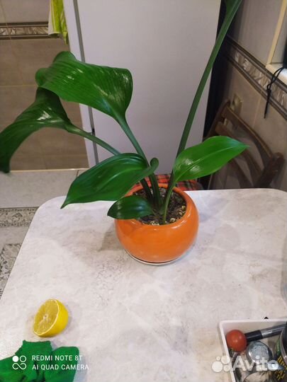 Комнатные цветы