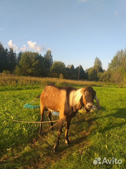 Козел нубийский