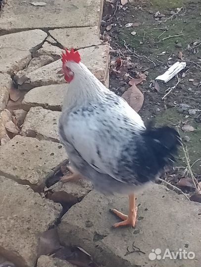 Молодые петухи