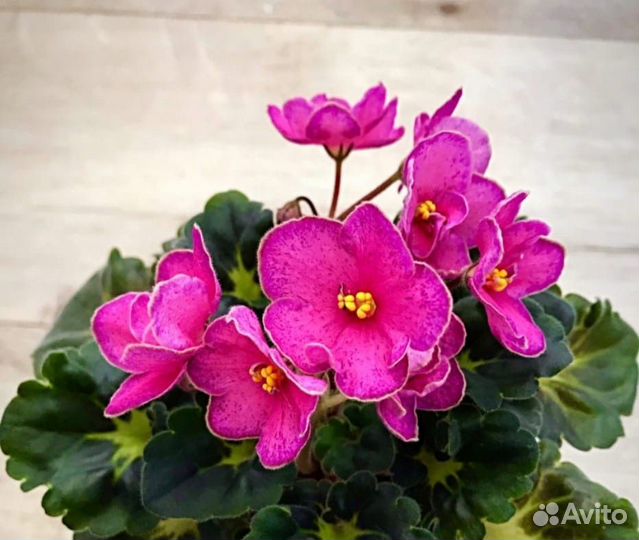 Сортовые фиалки