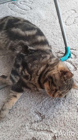 Шотландский кот вязка