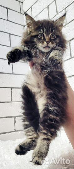 Котята мейн-кун