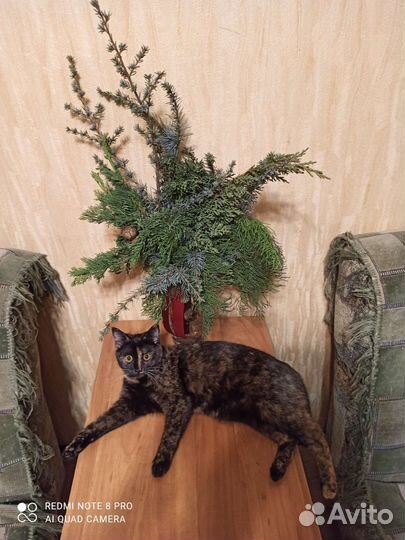 Кошечка 11 месяцев,стерилизованная