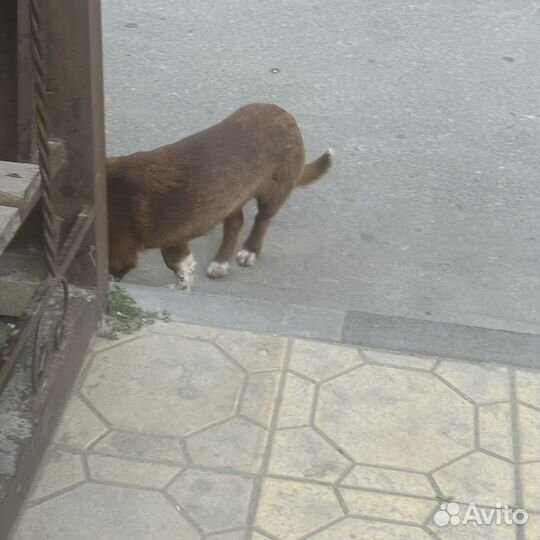 Собака щенок