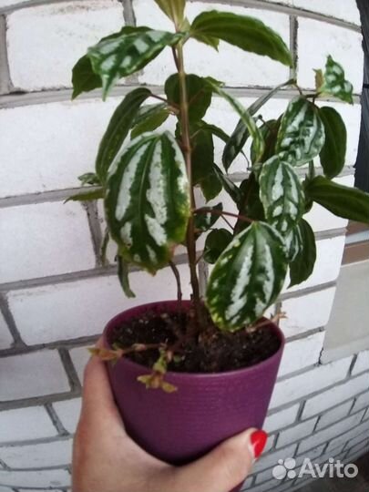 Пилея кадье,пеларгония