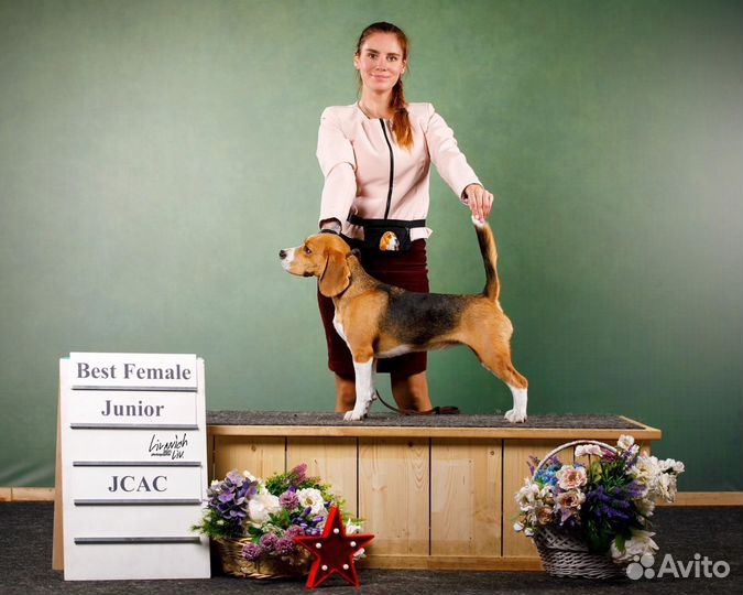 Хендлер. Дрессировка. Показ собак на выставках