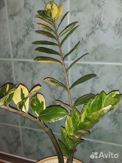 Замиокулькас (долларовое дерево)