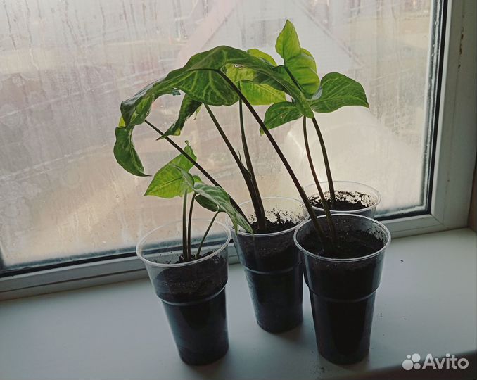 Сингониум ножколистный (подофиллум)