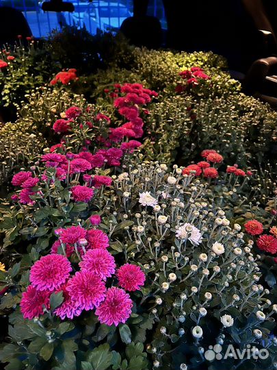 Хризантема мультифлора шарообразная