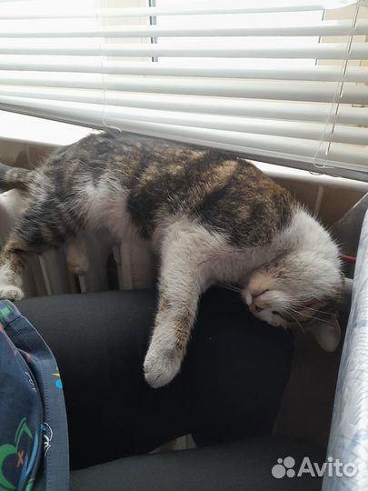 Отдаём кошечку в добрые руки