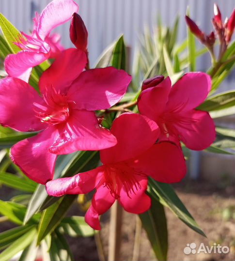 Олеандр цветущий ярко малиновый