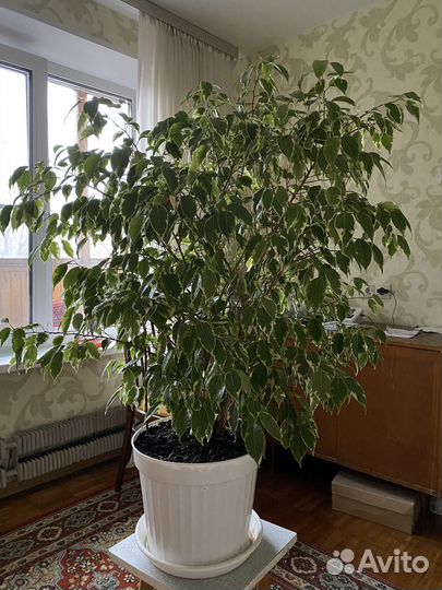 Бенджамина