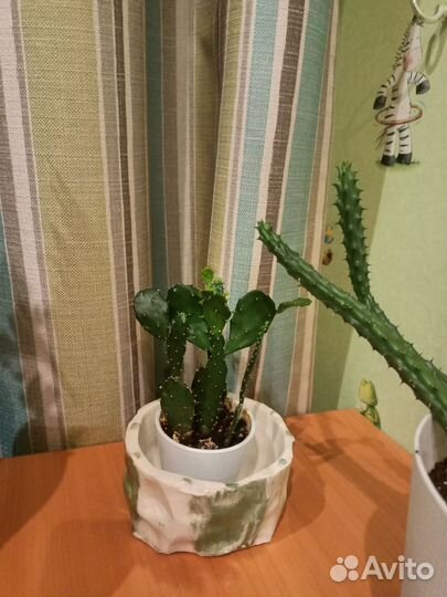 Кактус опунция