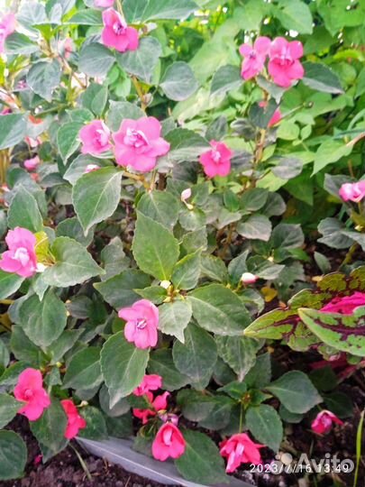 Бальзамин махровый,полумахровый,двухцветка