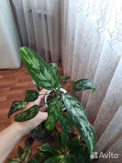 Аглаонема Мария