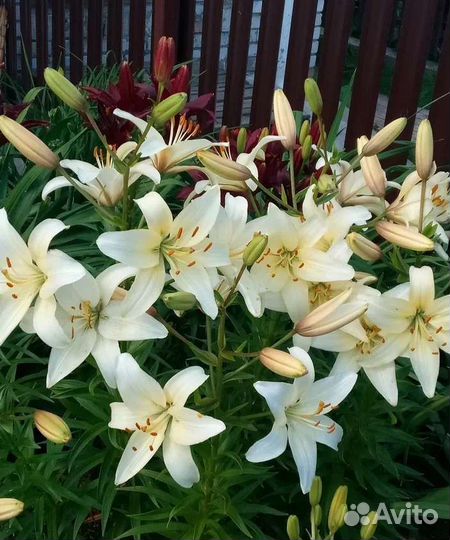 Лилия для букета