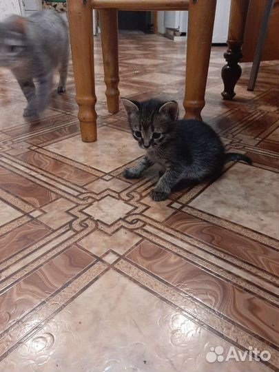 Котята