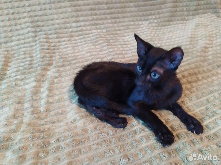 Саванна black