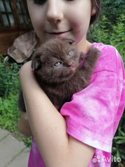 Шотландский вислоухий котенок