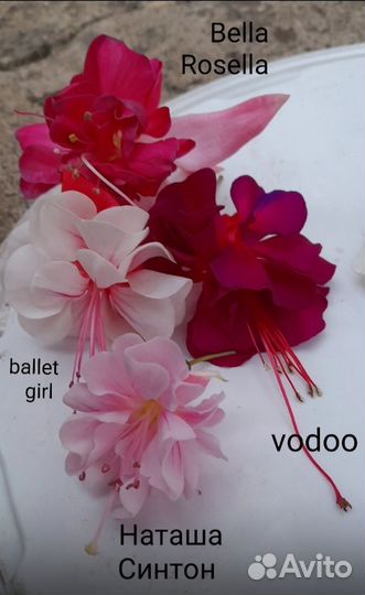 Сортовые фуксии