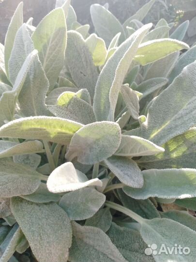 Чистый (стахис)многолетний