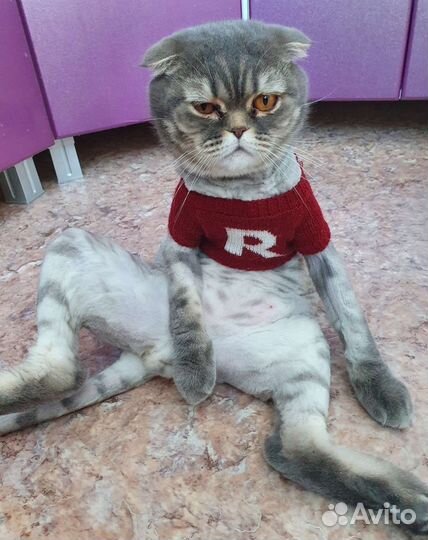Шотландский вислоухий кот