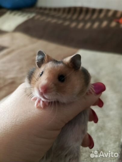 Сирийские хомячки с голландским геном - крупные