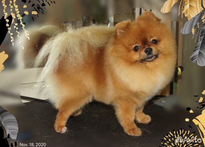 Красивые стрижки собакам. Мастер с опытом