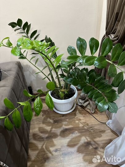 Замиокулькас