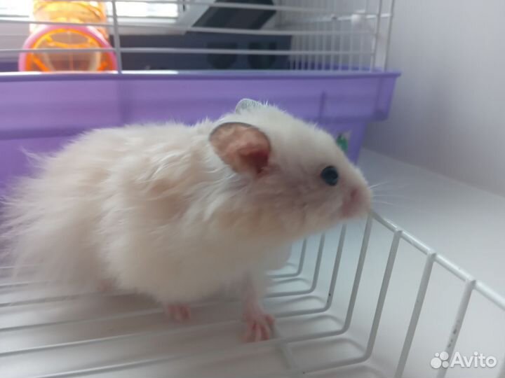 Хомяк с доп вещами