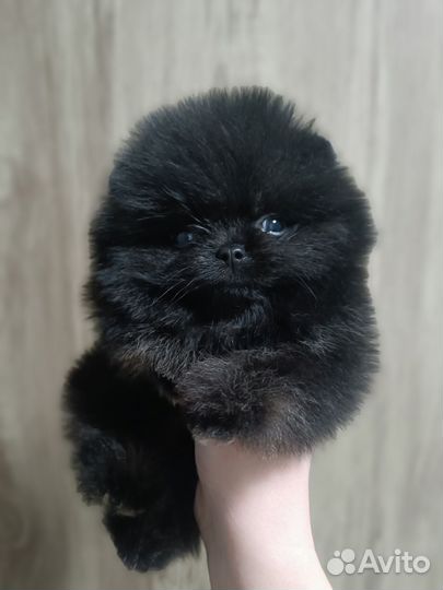 Померанский шпиц тип мишка